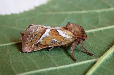 <i>Triodia sylvina</i>