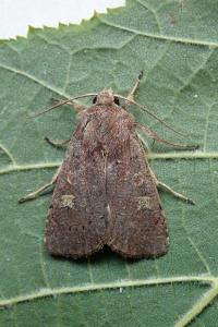 <i>Xestia xanthographa</i>