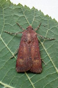 <i>Agrotis trux</i>