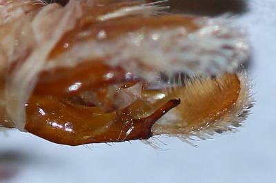 <i>Acronicta psi</i>
