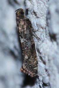 <i>Acrolepiopsis assectella</i>