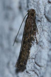 <i>Scrobipalpa</i>