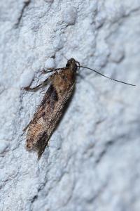 <i>Scrobipalpa costella</i>