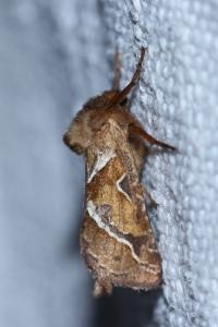 <i>Triodia sylvina</i>