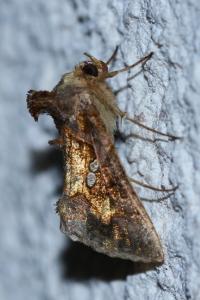 <i>Chrysodeixis chalcites</i>