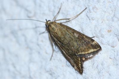 <i>Loxostege sticticalis</i>