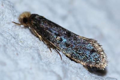 <i>Monopis laevigella</i>