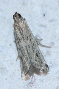 <i>Phycitodes</i>