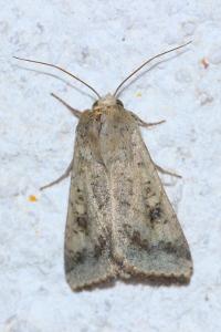 <i>Helicoverpa armigera</i>