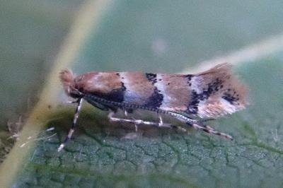 <i>Phyllonorycter trifasciella</i>