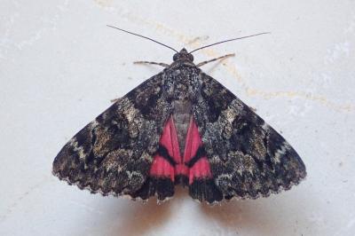 <i>Catocala coniuncta</i>