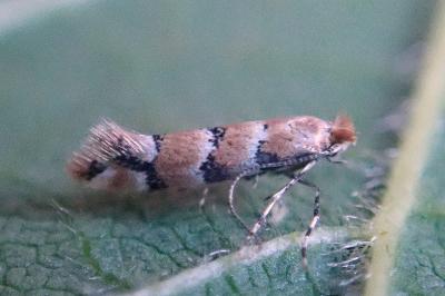 <i>Phyllonorycter trifasciella</i>
