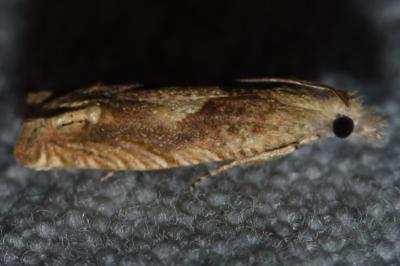 <i>Eucosma conterminana</i>