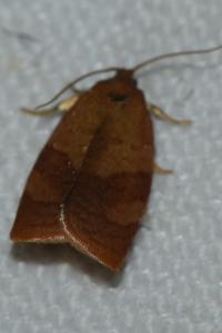 <i>Cacoecimorpha pronubana</i>