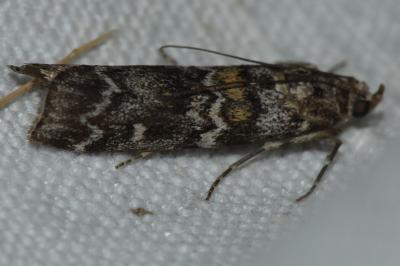 <i>Dioryctria abietella</i>
