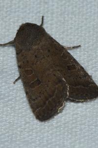 <i>Hoplodrina octogenaria</i>