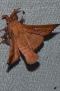 <i>Odonestis pruni</i>