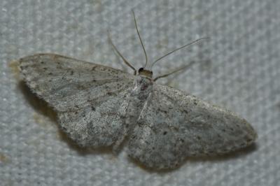 <i>Idaea seriata</i>