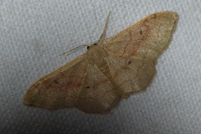 <i>Idaea rubraria</i>