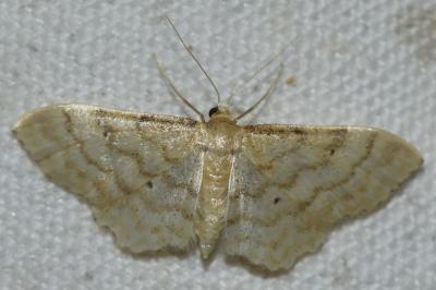 <i>Idaea fuscovenosa</i>