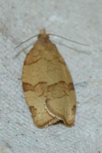 <i>Pandemis cerasana</i>