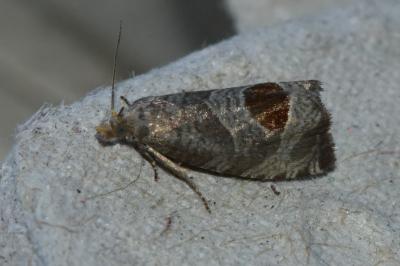 <i>Notocelia uddmanniana</i>