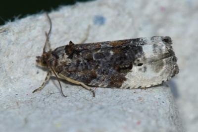 <i>Hedya nubiferana</i>
