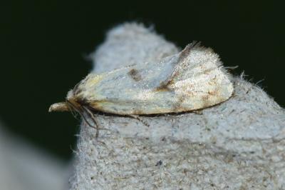 <i>Agapeta hamana</i>