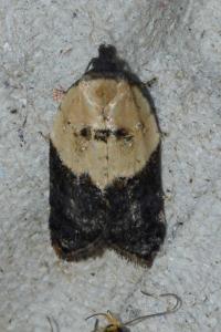 <i>Acleris variegana</i>
