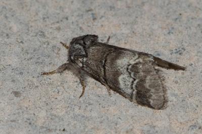 <i>Drymonia querna</i>