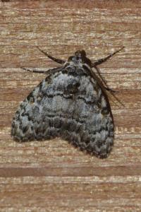 <i>Meganola strigula</i>