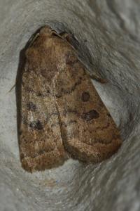 <i>Hoplodrina octogenaria</i>