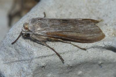 <i>Cucullia umbratica</i>