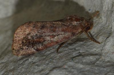 <i>Cosmia pyralina</i>