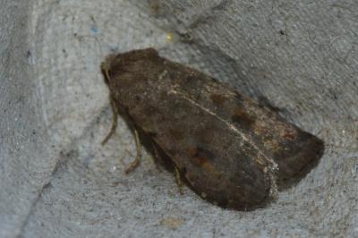 <i>Caradrina morpheus</i>