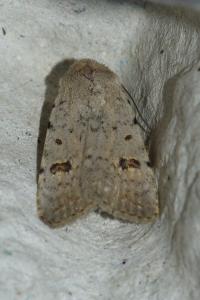<i>Caradrina kadenii</i>