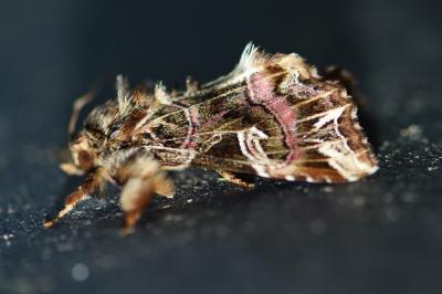 <i>Callopistria juventina</i>