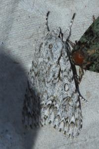<i>Acronicta aceris</i>