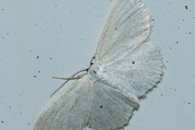 <i>Scopula immutata</i>