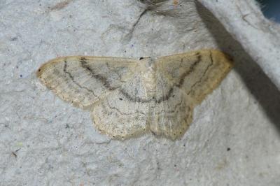<i>Idaea deversaria</i>