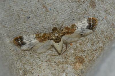 <i>Eupithecia breviculata</i>