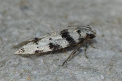 <i>Pseudotelphusa scalella</i>
