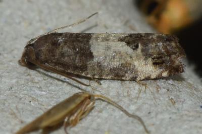 <i>Spilonota ocellana</i>
