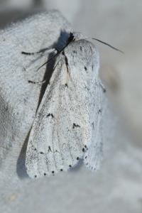 <i>Acronicta leporina</i>
