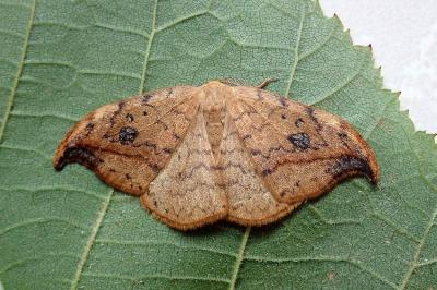 <i>Drepana falcataria</i>