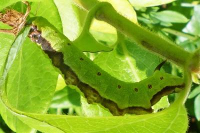 <i>Hemaris fuciformis</i>