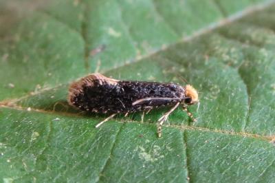 <i>Monopis laevigella/weaverella</i>