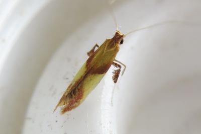 <i>Caloptilia robustella</i>