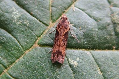 <i>Scrobipalpa costella</i>
