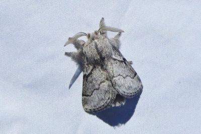 <i>Trichiura crataegi</i>